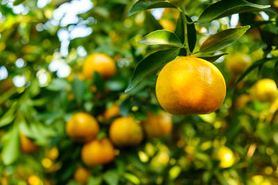 Close-up of oranges growing on tree