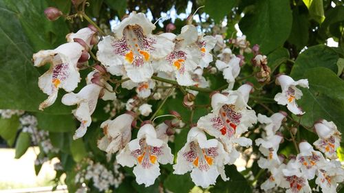 Close-up of white flowers