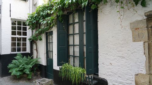 Potted plants on wall of building