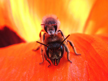 Mating bees in a poppy blossom . bienen bei der paarung in einer mohnblüte