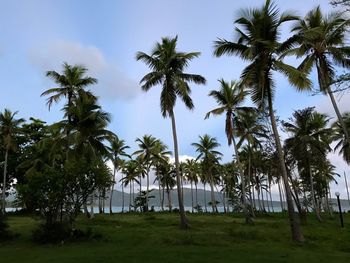 Scenic view of trees against sky