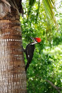 Close-up of bird perching on tree trunk