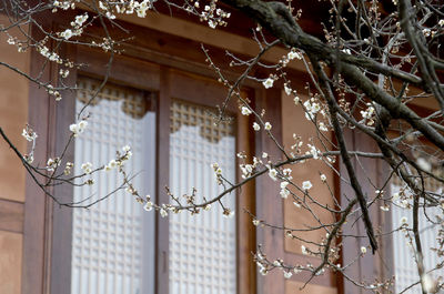 Low angle view of plum blossom tree by house