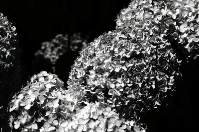 Close-up of white hydrangea flowers against black background