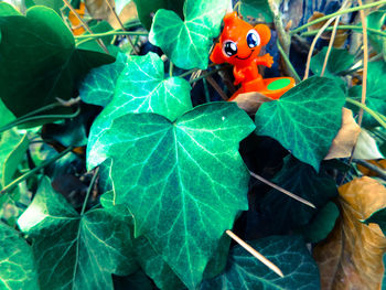 Close-up of butterfly on plant