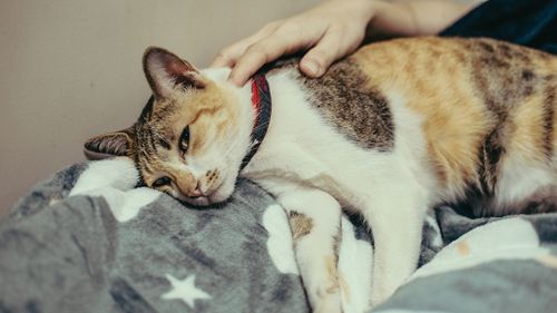 Cat sleeping on bed