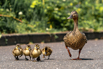 Duck walking in a bird