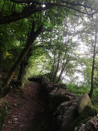 Low angle view of trees in forest