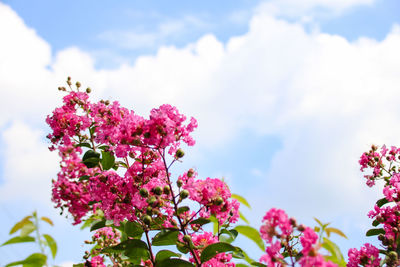 Low angle view of pink bougainvillea flowers blooming against sky