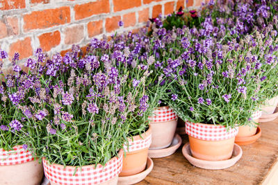 High angle view of purple flowers in pot for sale outside shop