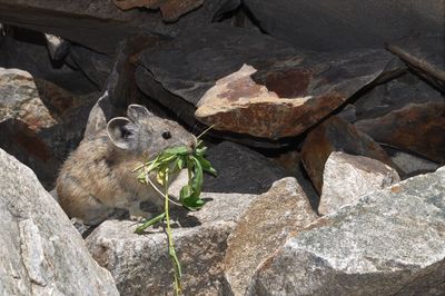 Close-up of squirrel on rock