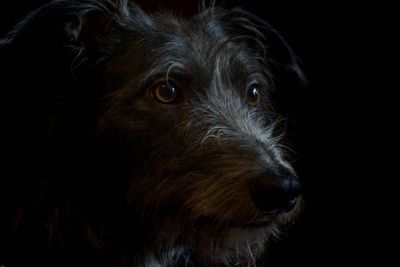 Close-up of black dog looking away