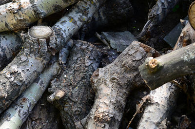 Full frame shot of tree trunk