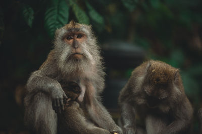 Close-up of monkeys looking away while sitting outdoors
