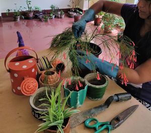 High angle view of potted plant on table