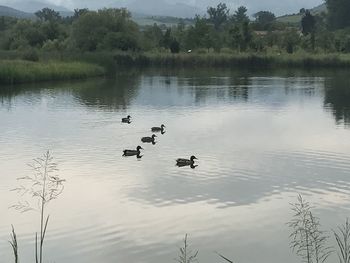 Ducks swimming in lake