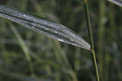 Close-up of wet plant