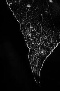 Close-up of spider web on plant