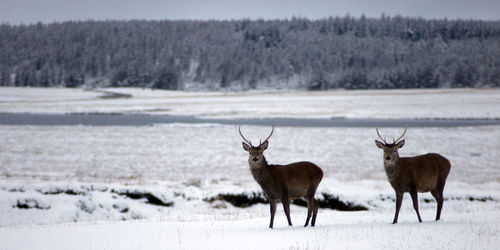 Deer on field