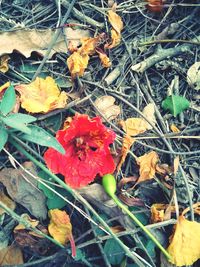 Close-up of flowers blooming on field