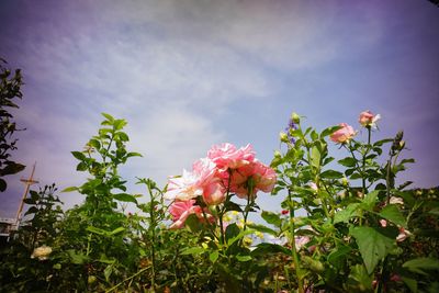 Close-up of pink flowering plants against sky