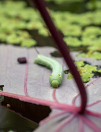 Caterpillar