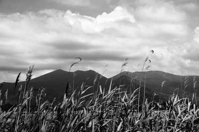 Grass on field against sky