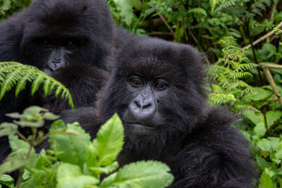 Portrait of a monkey