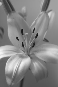 Close-up of flower