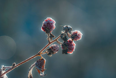 Close-up of plant