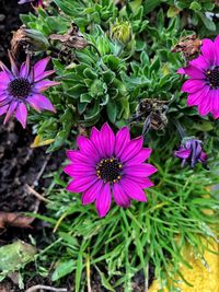 High angle view of pink flowering plants