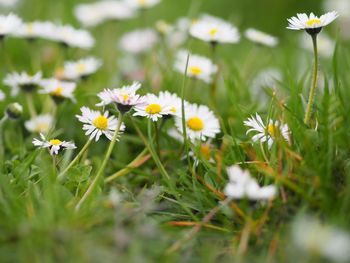 Close-up of white daisy flowers