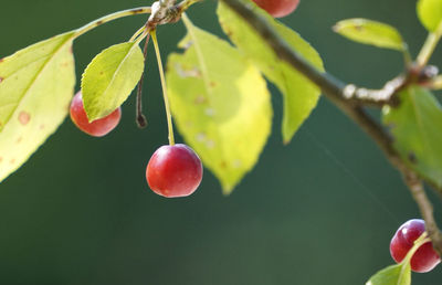 fruit