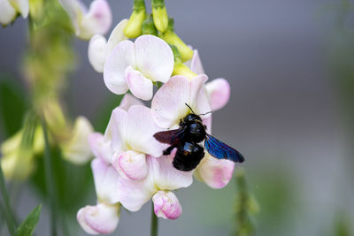 Close-up of bee pollinating on purple flower