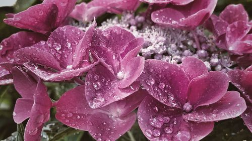 Close-up of water drops on pink rose flower