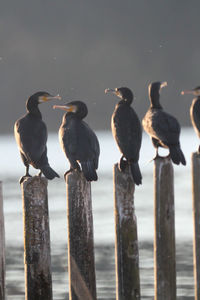 Group of cormorants or phalacrocoracidae ,living in nature.biology.ecology