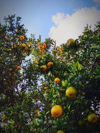 Low angle view of orange tree against sky