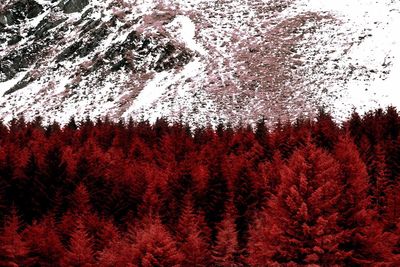 Close-up of red flowering plants during winter