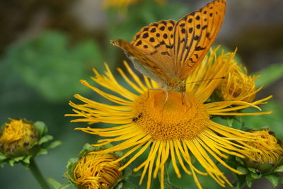 Close-up of butterfly pollinating on yellow flower