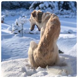 View of a dog on snow
