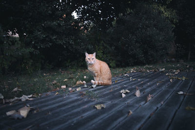 Portrait of cat sitting on a tree