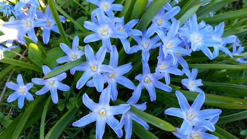 Close-up of purple flowers in bloom