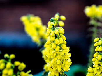 Close-up of yellow flowering plant