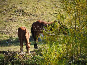 Horse grazing on field