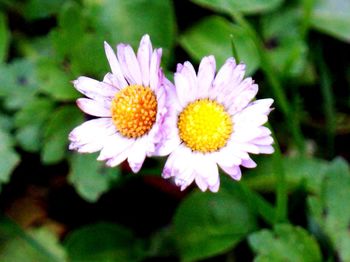 Close-up of pink flower blooming outdoors