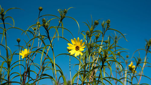 Yellow flowers against clear blue sky
