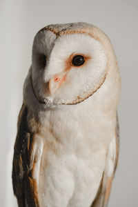 White owl close-up over the wall at home. closeup portrait of wild bird wisdom. education, clever