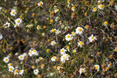 Close-up of white flowering plants on field