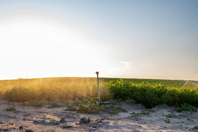 Scenic view of field against clear sky