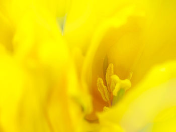 Full frame shot of yellow flowering plant